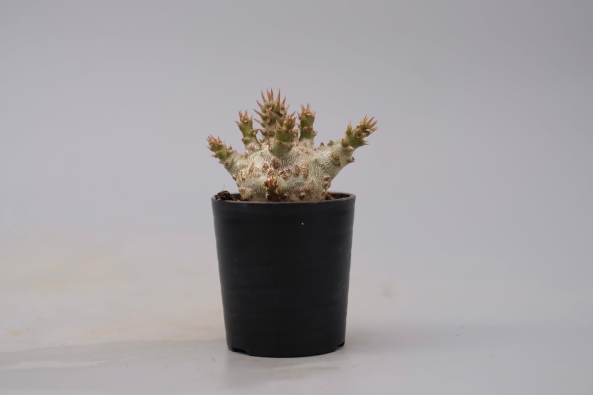 パキポディウム ウィンゾリー 実生株 128 Pachypodium windsorii |