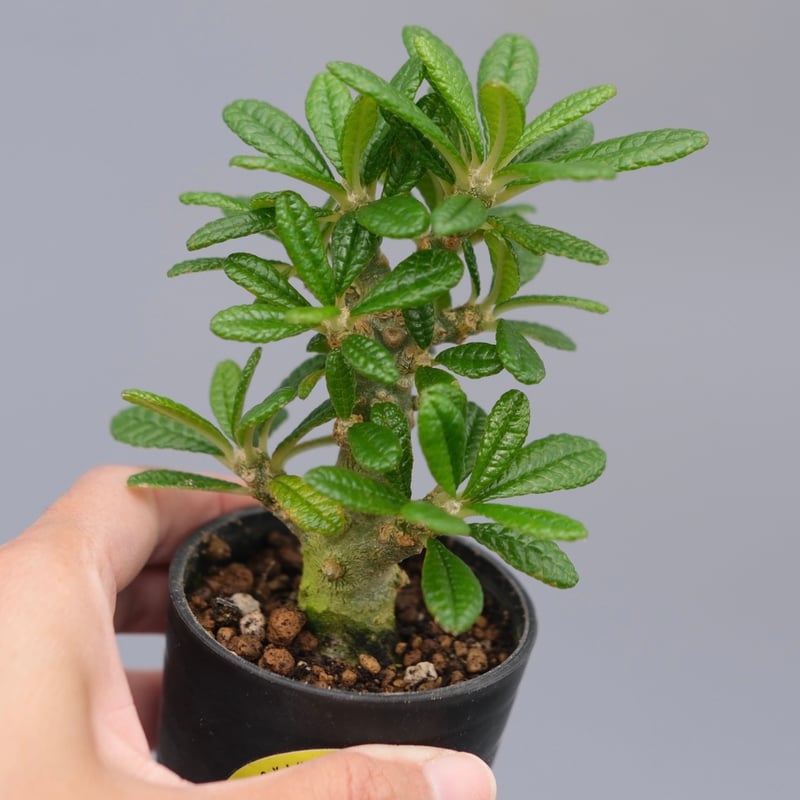 ドルステニア ギガス043 Dorstenia gigas | Sunny Branch