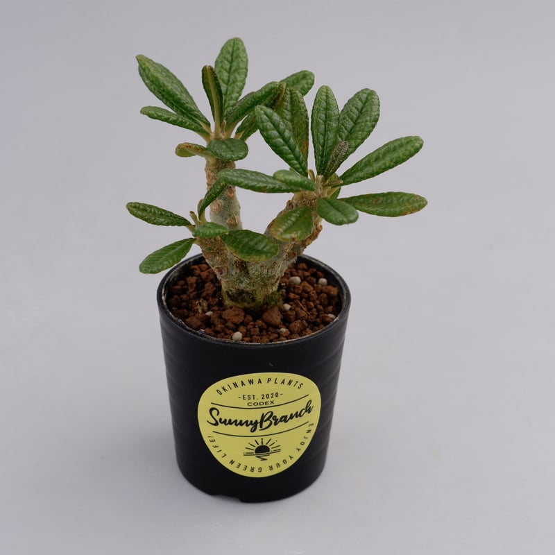 ドルステニア ギガス010 Dorstenia gigas | Sunny Branch