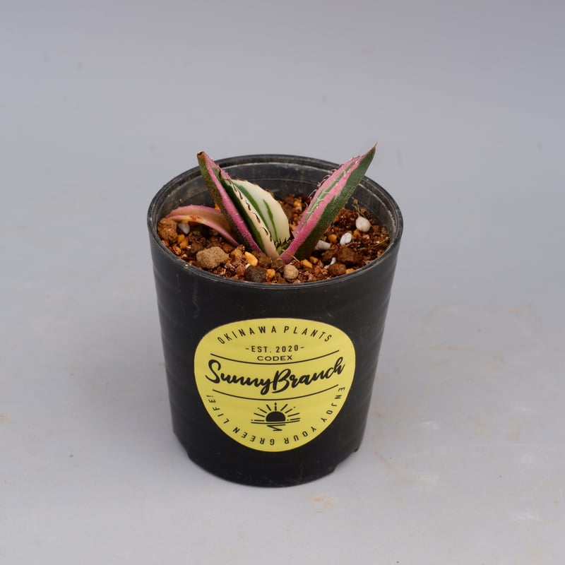 アガベ チタノタ スナグルトゥース Agave titanota Snaggle
