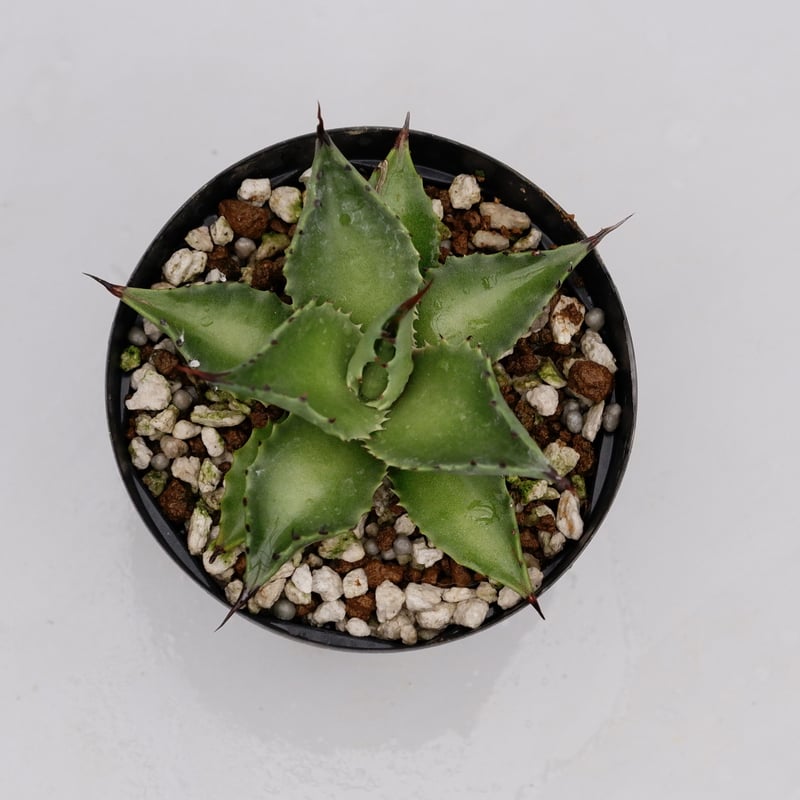アガベ サロモニー・アガベ マグニフィカ 002 Agave salomonii Agave