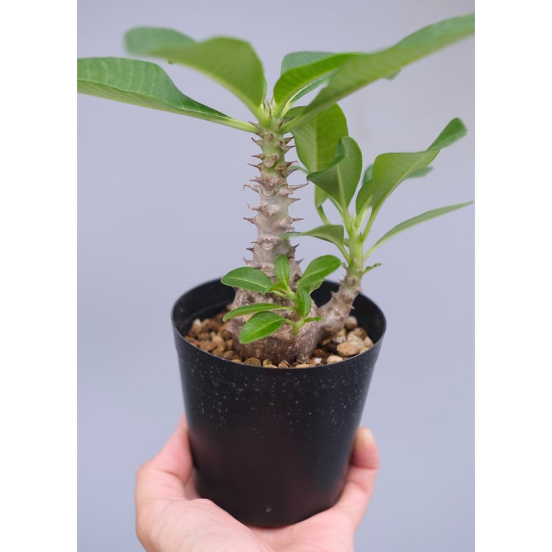 パキポディウム ウィンゾリー 実生株 062 Pachypodium windsorii