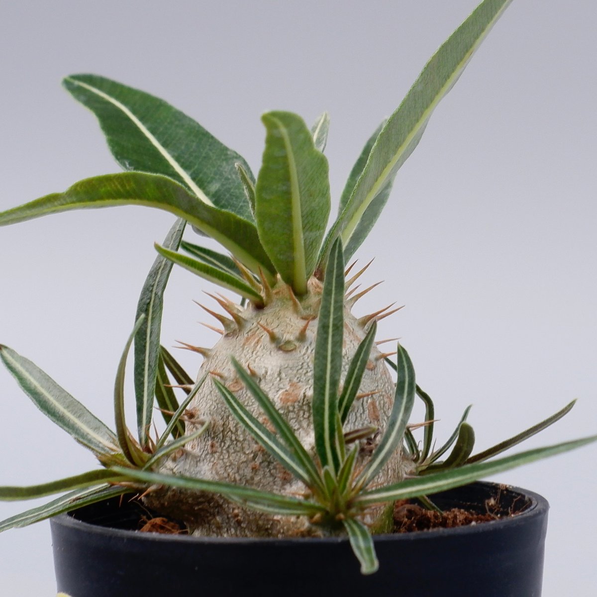 パキポディウム　カクチペス　実生 パキポディウム カクチペス 実生 ① | hanayoshi-botanical