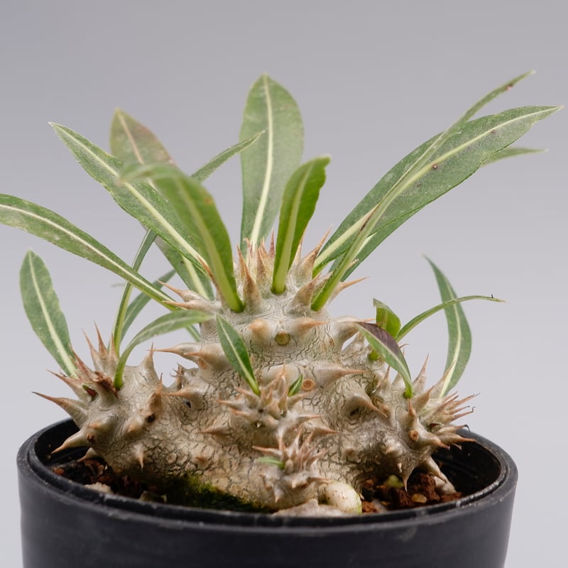 パキポディウム ロスラーツム 実生株 006 Pachypodium rosulatum ve