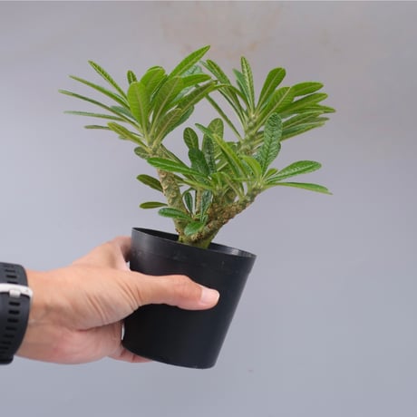 ドルステニアギガス | STORES