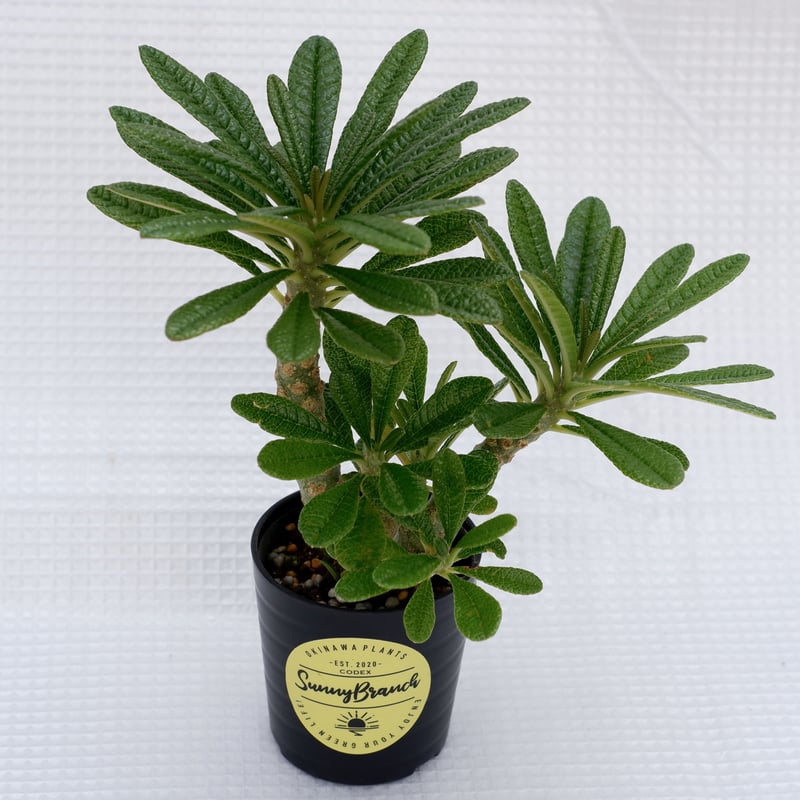 ドルステニア ギガス018 Dorstenia gigas | Sunny Branch