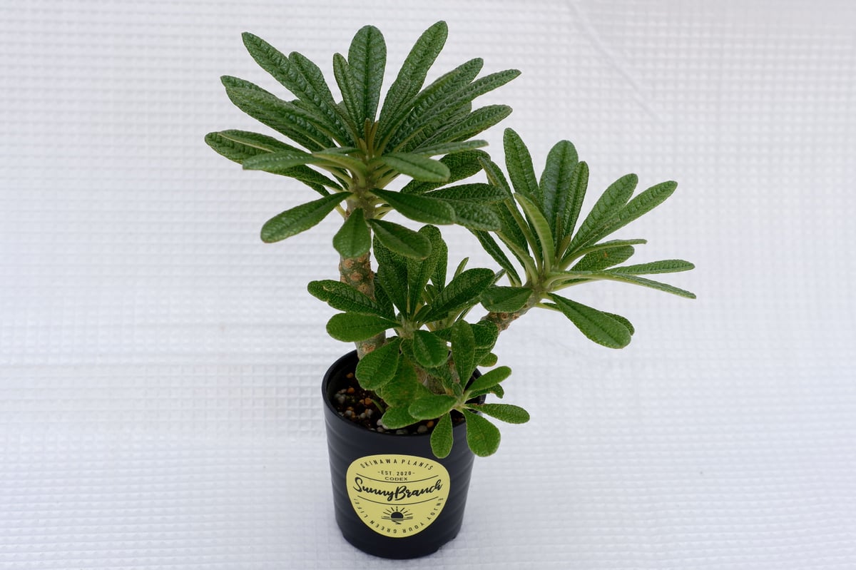 ドルステニア ギガス018 Dorstenia gigas | Sunny Branch