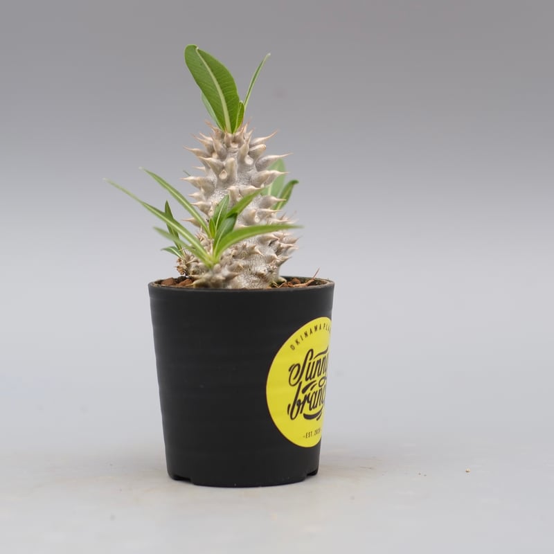 パキポディウム ホロンベンセ 実生株 004 Pachypodium