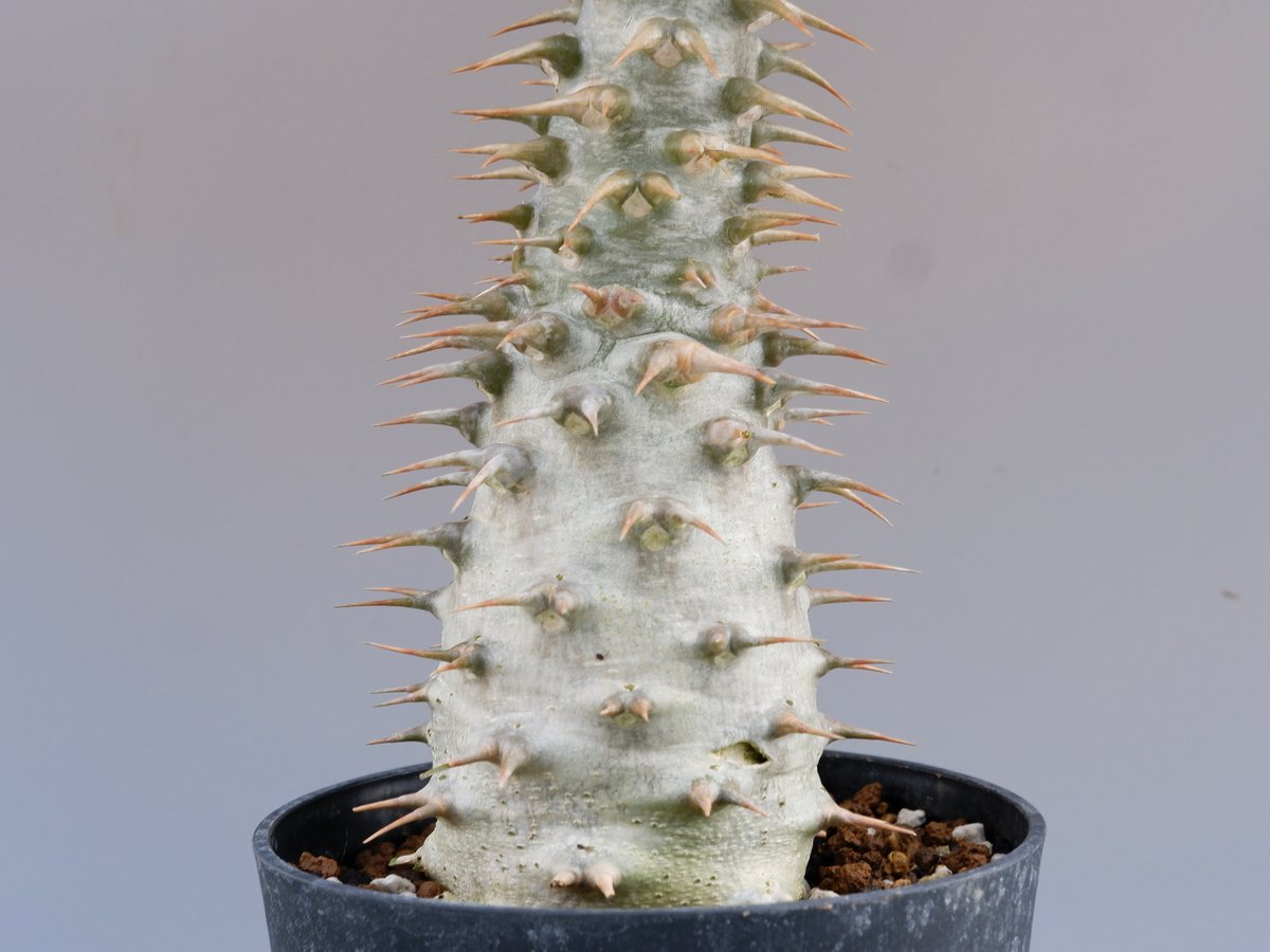 パキポディウム アンボンゲンセ 001【開花実績あり】 Pachypodium