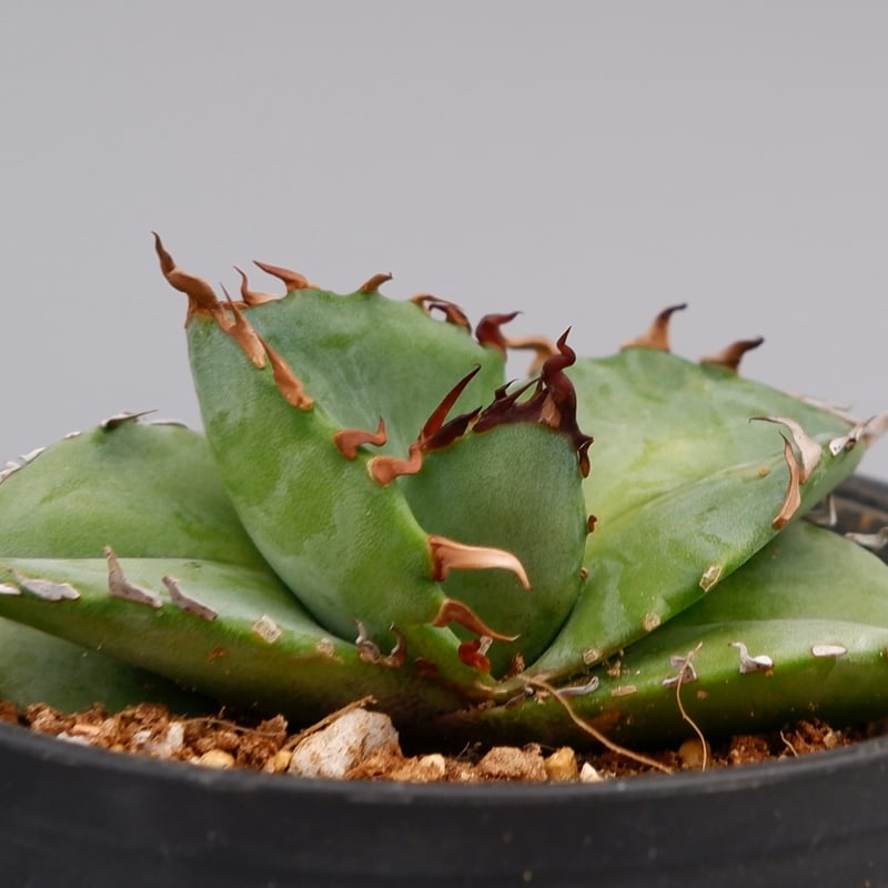 アガベ オテロイ 実生株 Agave oteroi seeding 080 | Sunny