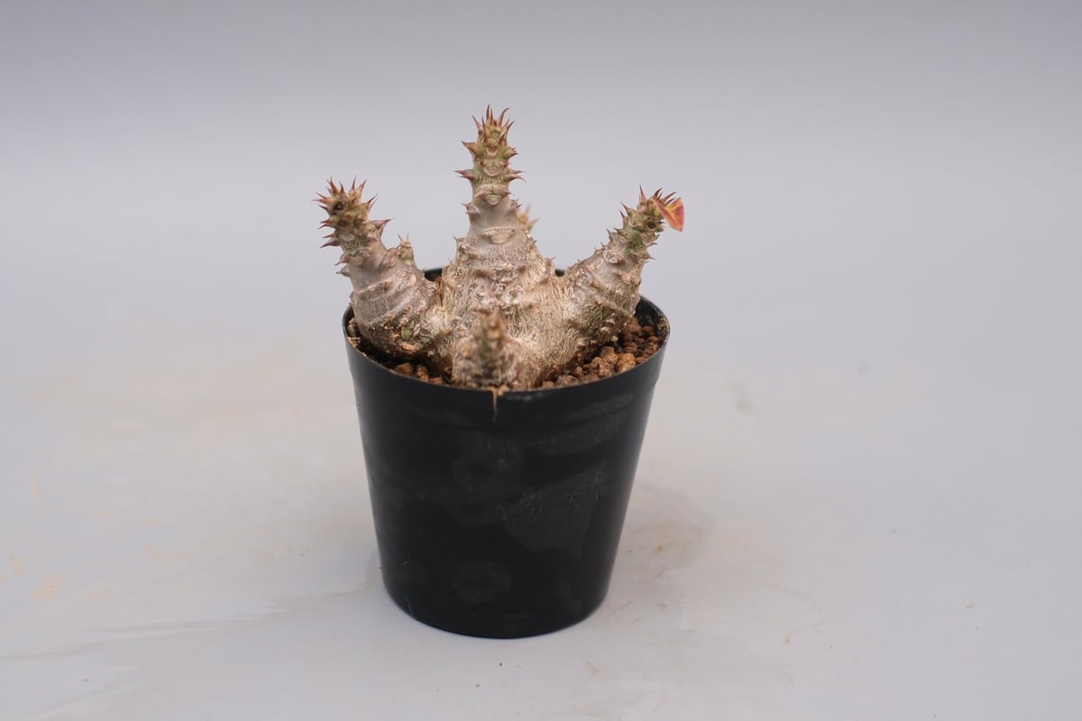 じぇむさんウィンゾリー パキポディウム ウィンゾリー 実生株 127 Pachypodium windsorii |