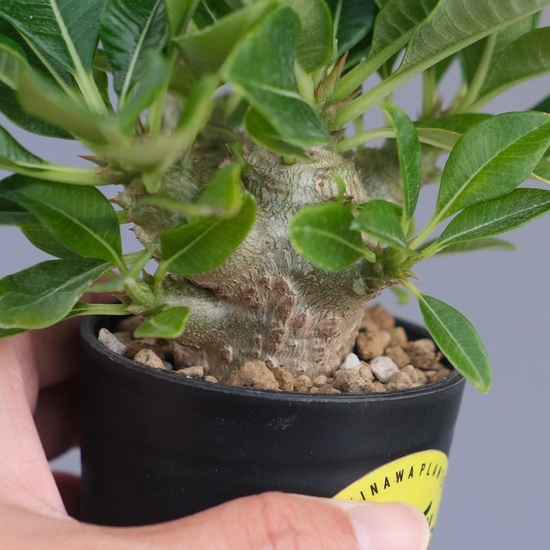 パキポディウム ウィンゾリー 実生株 096 Pachypodium windsorii |