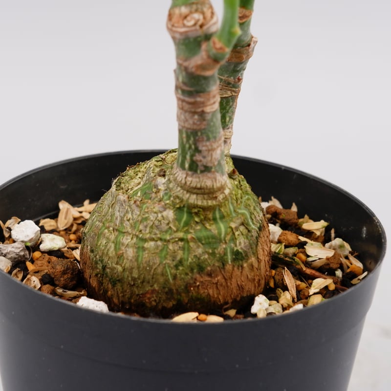 まんまる型 プセウド ボンバックス 023 Pseudobombax ellipticum |