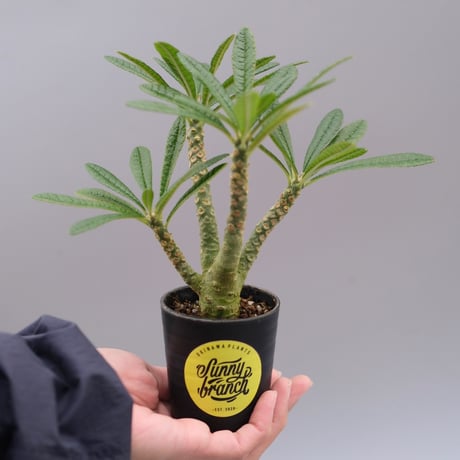 コーデックス | STORES