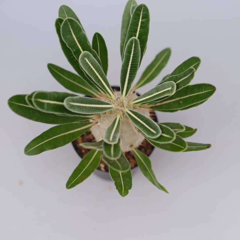 パキポディウム カクチペス 実生株 029 Pachypodium cactipes | Su