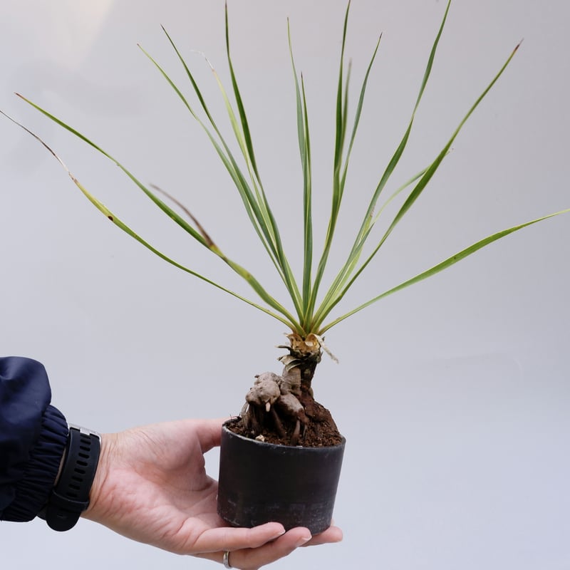 ユッカ ロストラータ 001【幹立ち】 Yucca Rostrata | Sunny Branch
