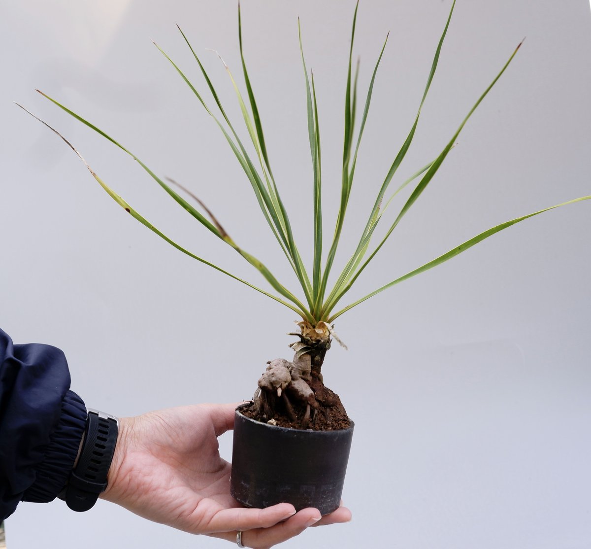 ユッカ ロストラータ 001【幹立ち】 Yucca Rostrata | Sunny Branch