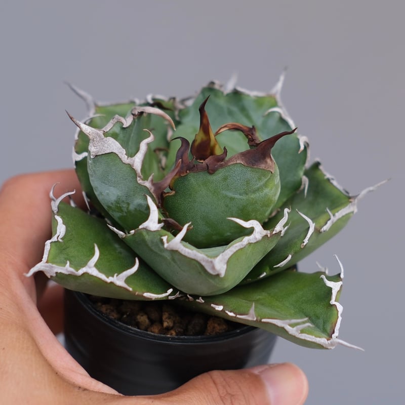 アガベ アガベ チタノタ 白鯨 Agave titanota white whale 226 | Su