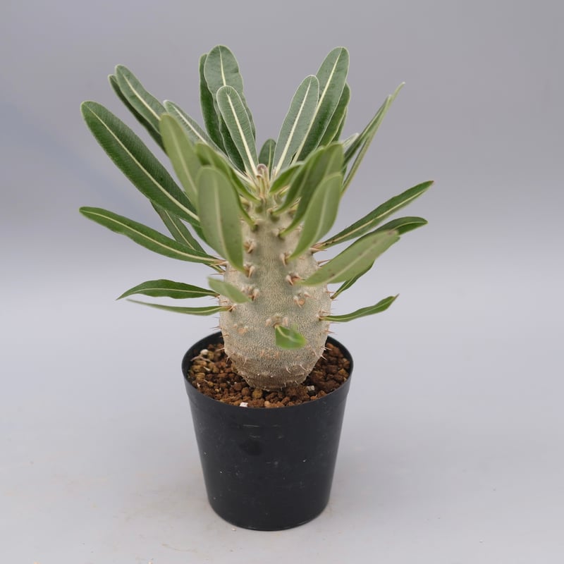 カクチペス A パキポディウム カクチペス 実生株 029 Pachypodium cactipes | Su