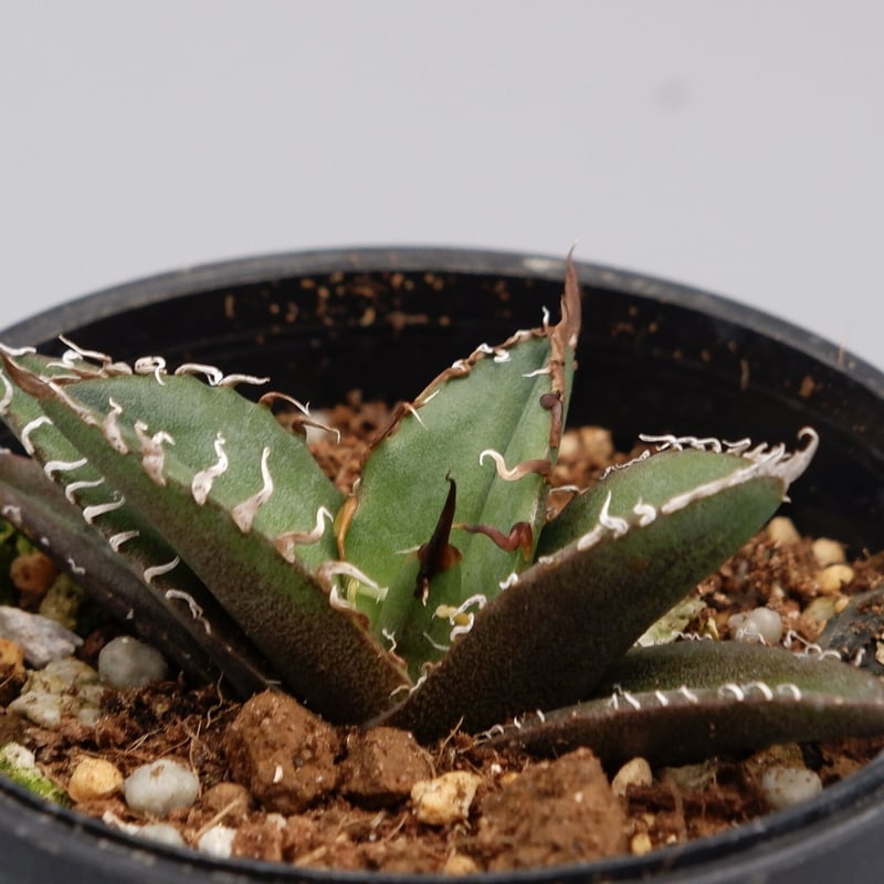 アガベ　チタノタ　シーザー アガベ チタノタ シーザー Agave titanota caesar 033 | Sunny