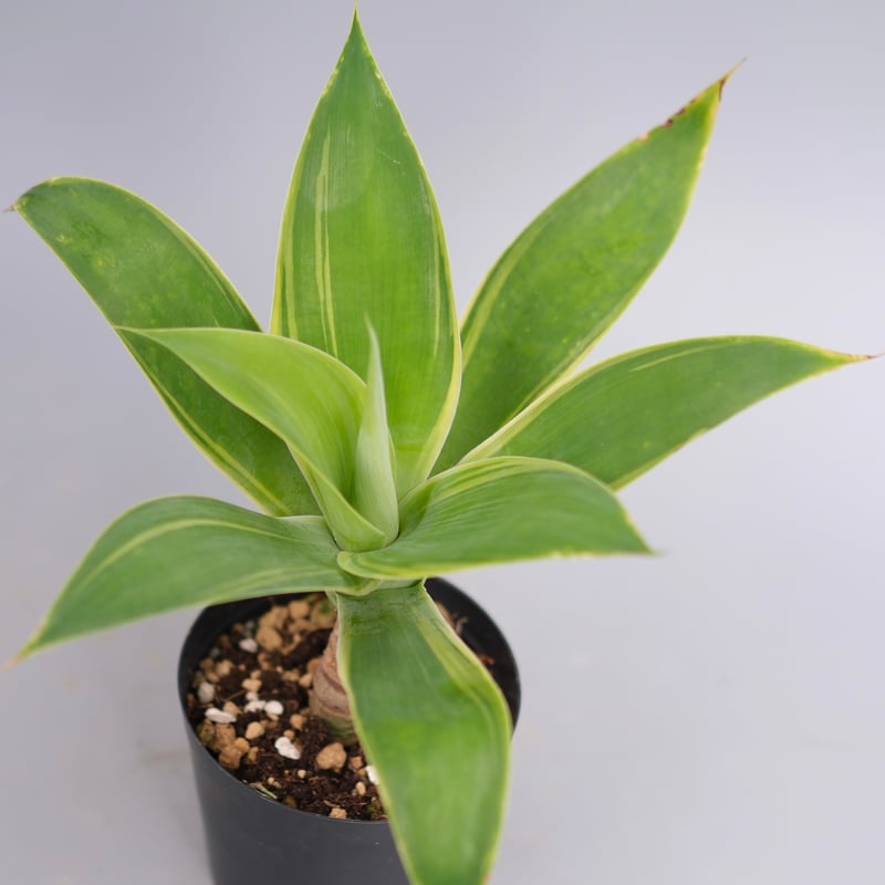 斑入り】アガべ アテナータ Agave attenuata 'Variegata' 004