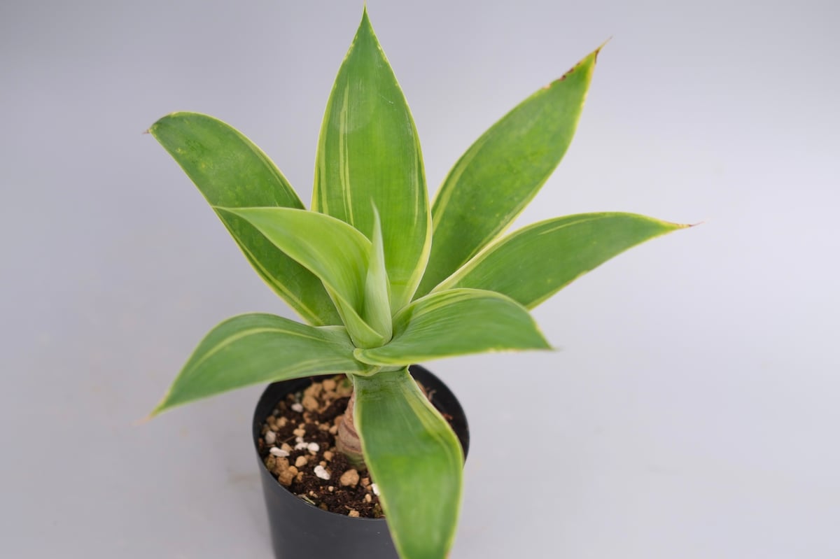 斑入り】アガべ アテナータ Agave attenuata 'Variegata' 004