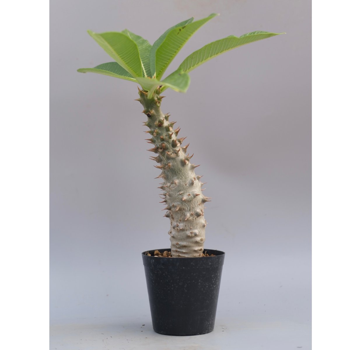 観葉植物 【現品】パキポディウム・バロニー 7号 Pachypodium baronii M6番