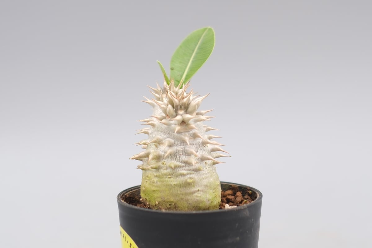 ※afro出品　パキポディウム10種類セット afro出品 パキポディウム10種類セット パキポディウム ブレビ