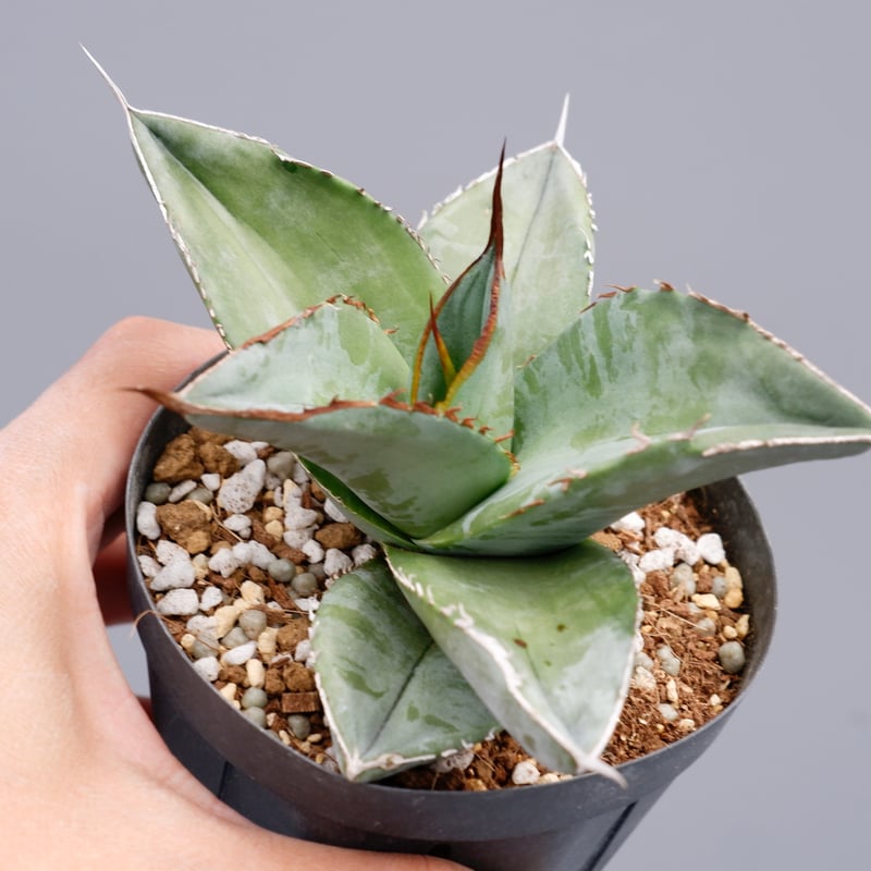 アガベ チタノタ ホワイトアイス Agave titanota whiteice 018 |