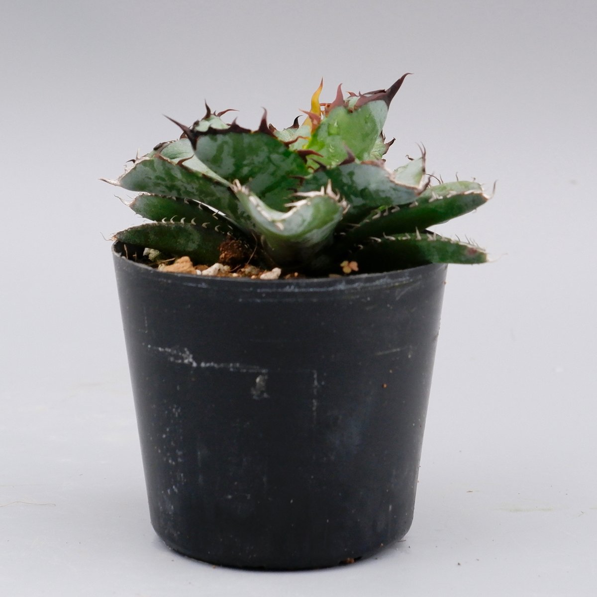 アガベ チタノタ ブラックアンドブルー Agave titanota BB 060 | Sun