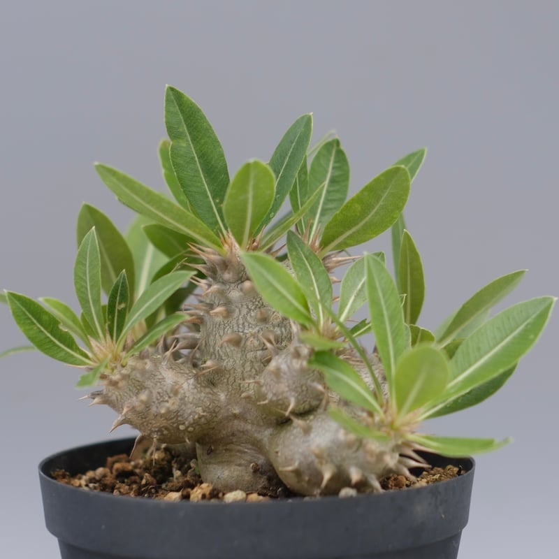 パキポディウム ロスラーツム 実生株 011 Pachypodium rosulatum