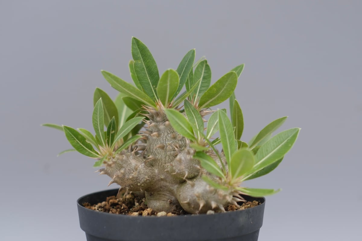 ★*★様 パキポディウム ロスラーツム 実生8年目株 パキポディウム ロスラーツム 実生8年目株