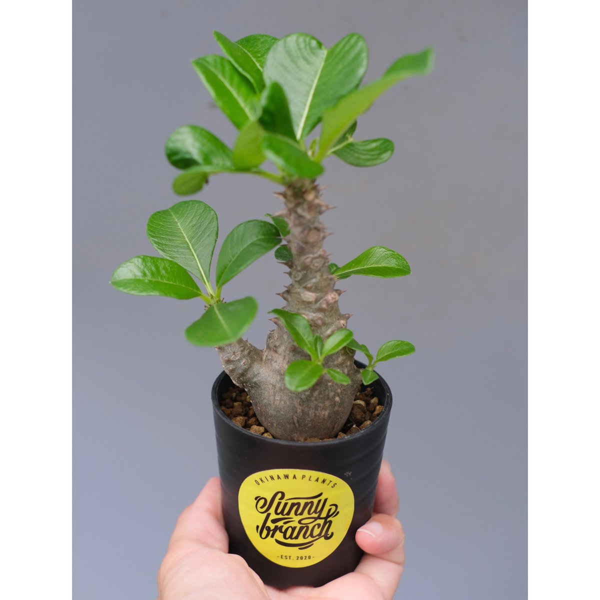 コ*コ様 Pachypodium Windsorii パキポディウム ウィンゾリ パキポディウム ウィンゾリー 実生株 055 Pachypodium windsorii