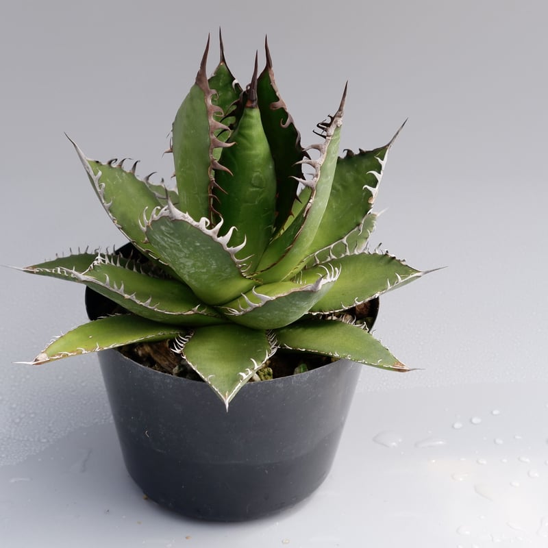 アガベ ホリダ 027 Agave horrida 強棘 | Sunny Branch