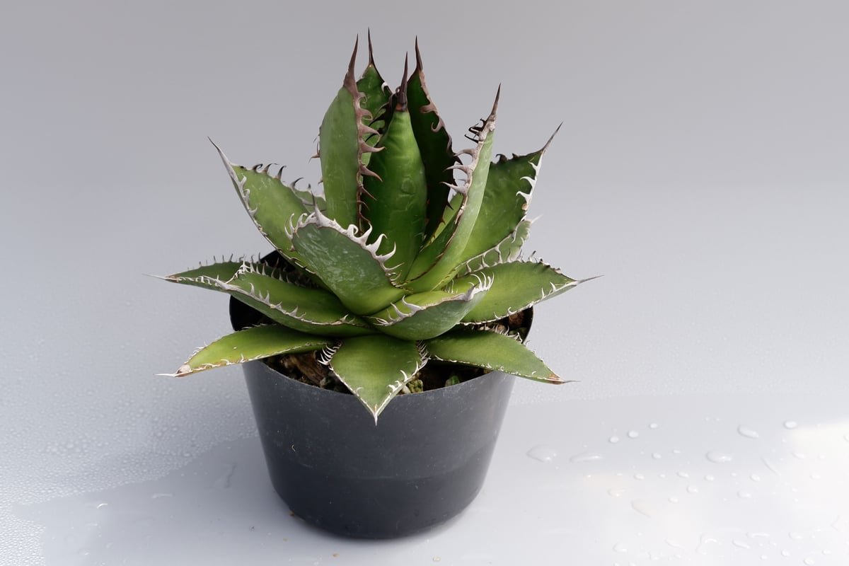 Agave horrida ssp. horrida アガベホリダ 特選強棘