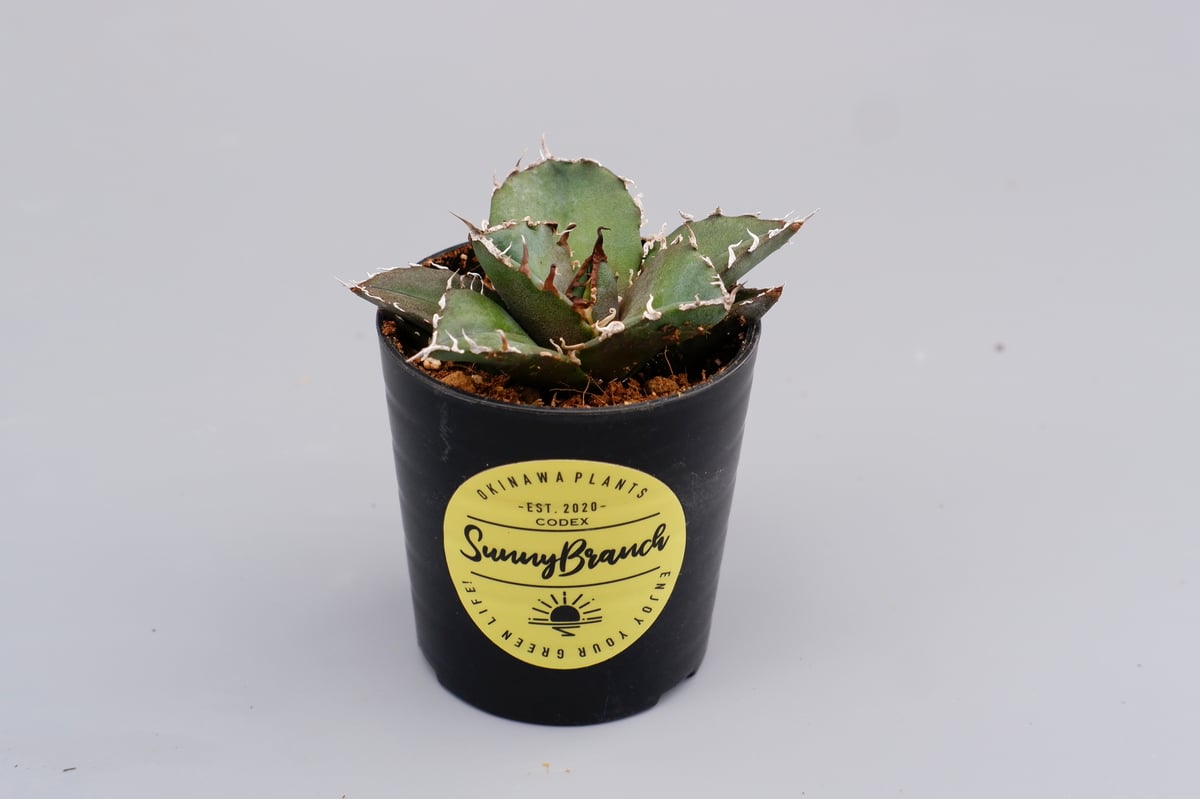 アガベ チタノタ 白鯨 Agave titanota white whale 127 | Su