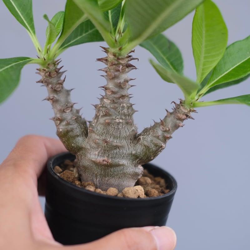 パキポディウム ウィンゾリー 実生株 060 Pachypodium windsorii |