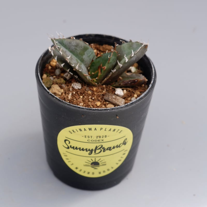 アガベ チタノタ 白鯨 076 Agave titanota white whale | Su