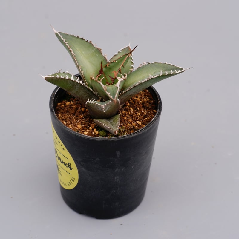 アガベ オテロイ 実生株 Agave oteroi seeding 059 | Sunny