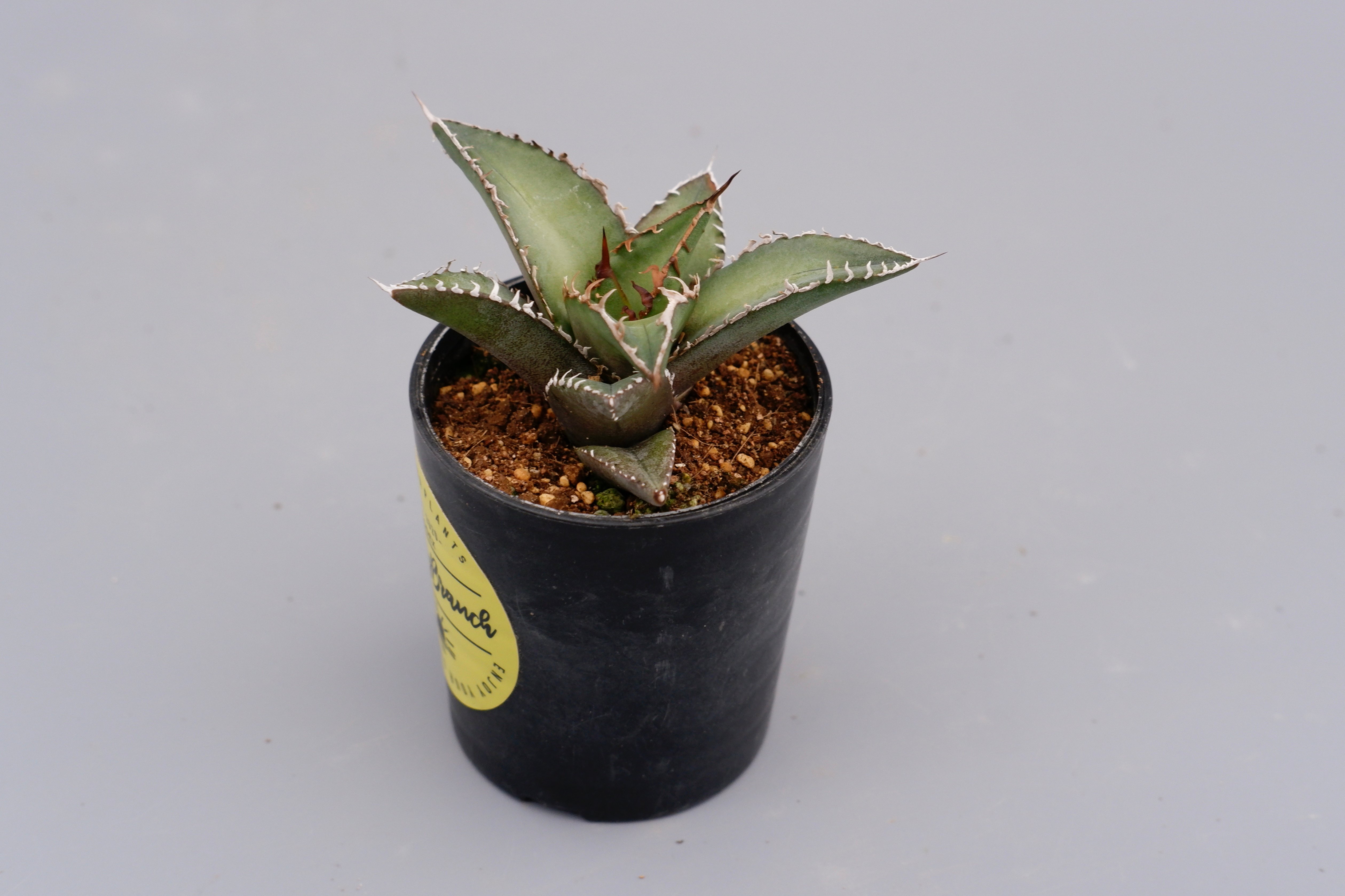 アガベ オテロイ 実生株 Agave oteroi seeding 059 | Sunny
