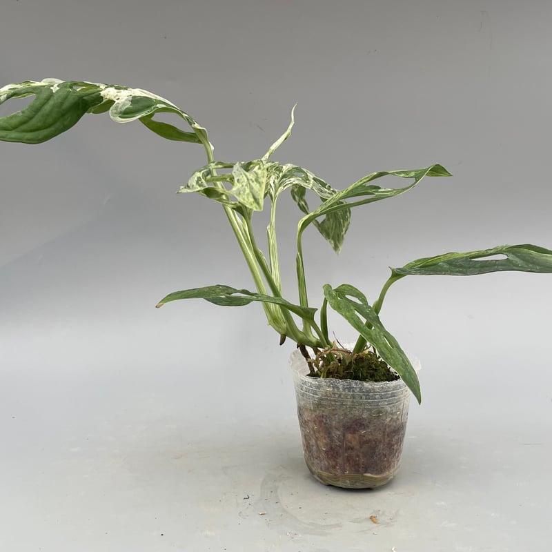 モンステラ アダンソニー バリエガータ ミント 斑入り Monstera
