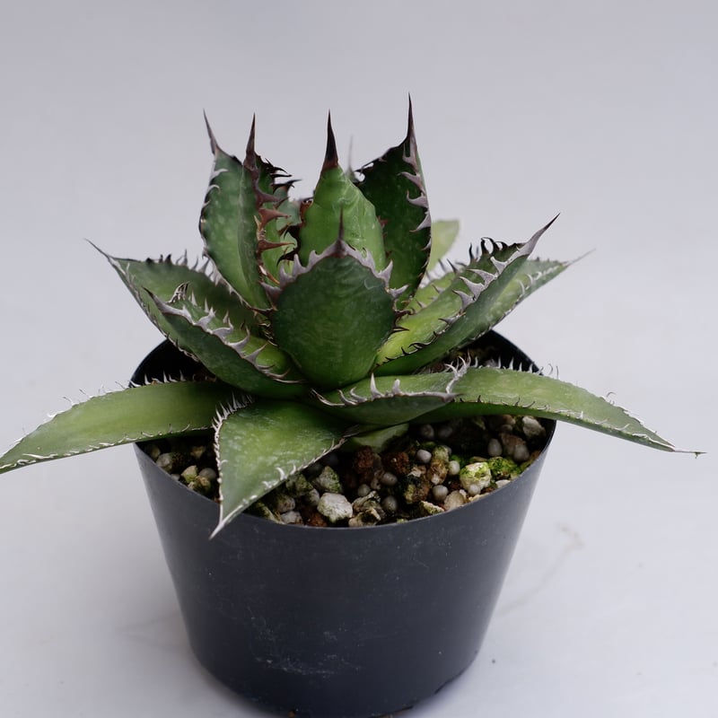 アガベ ホリダ 021 Agave horrida 強棘 | Sunny Branch