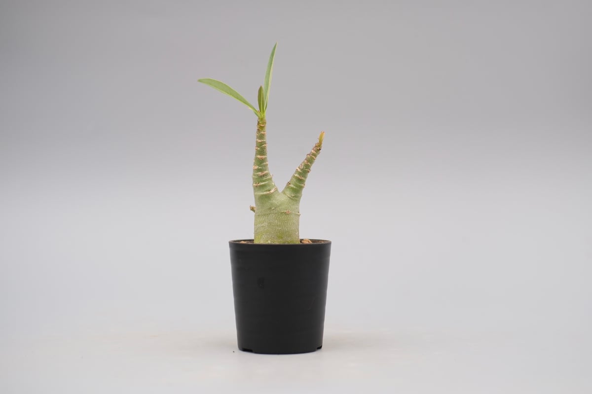 アデニウム アラビカム ブラックステム 実生株 Adenium arabicum アデニウム アラビカム ブラックステム 実生株 Adenium arabicum