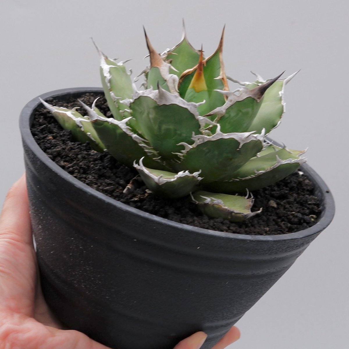 アガベ チタノタ 烈焔 002 Agave titanota 烈焔 | Sunny Branch アガベ チタノタ 烈焔 002 Agave titanota 烈焔 | Sunny Branch
