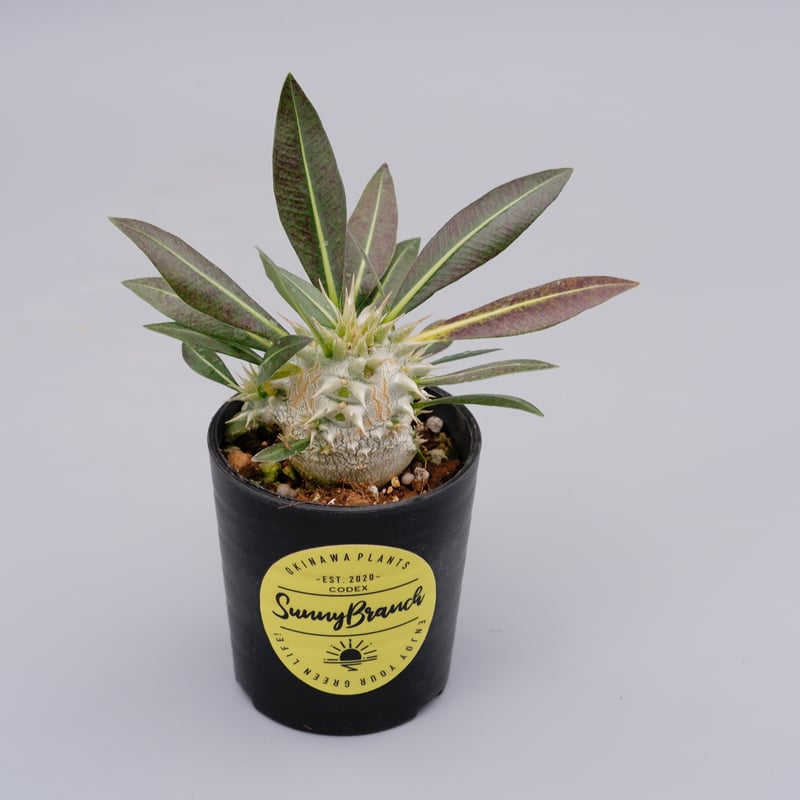 ★*★様 パキポディウム ロスラーツム 実生8年目株 パキポディウム ロスラーツム 実生株 001 Pachypodium rosulatum ve