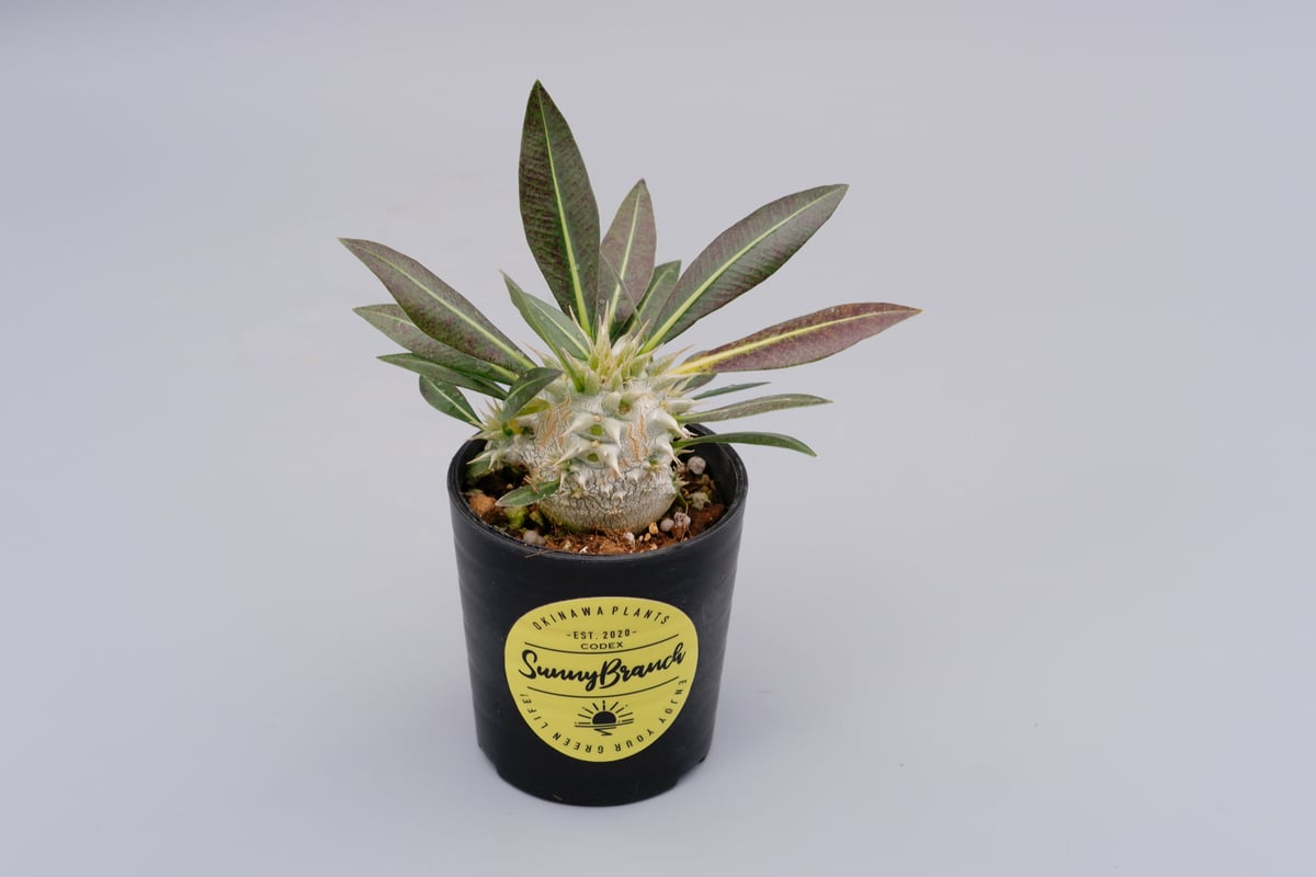 パキポディウム ロスラーツム 実生株 001 Pachypodium rosulatum
