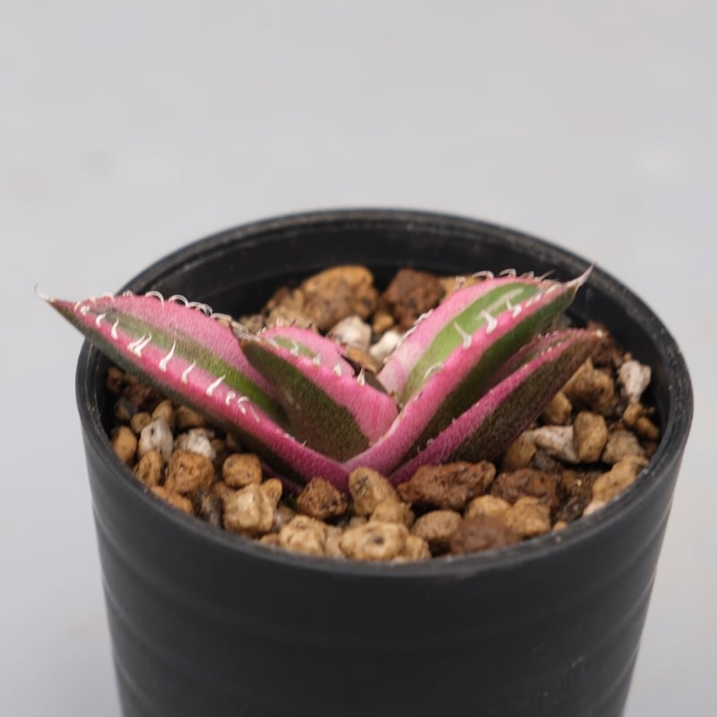 アガベ チタノタ スナグルトゥース Agave titanota Snaggle