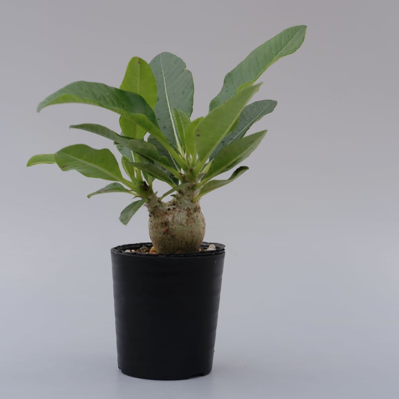 パキポディウム ウィンゾリーSサイズ005 Pachypodium windsorii