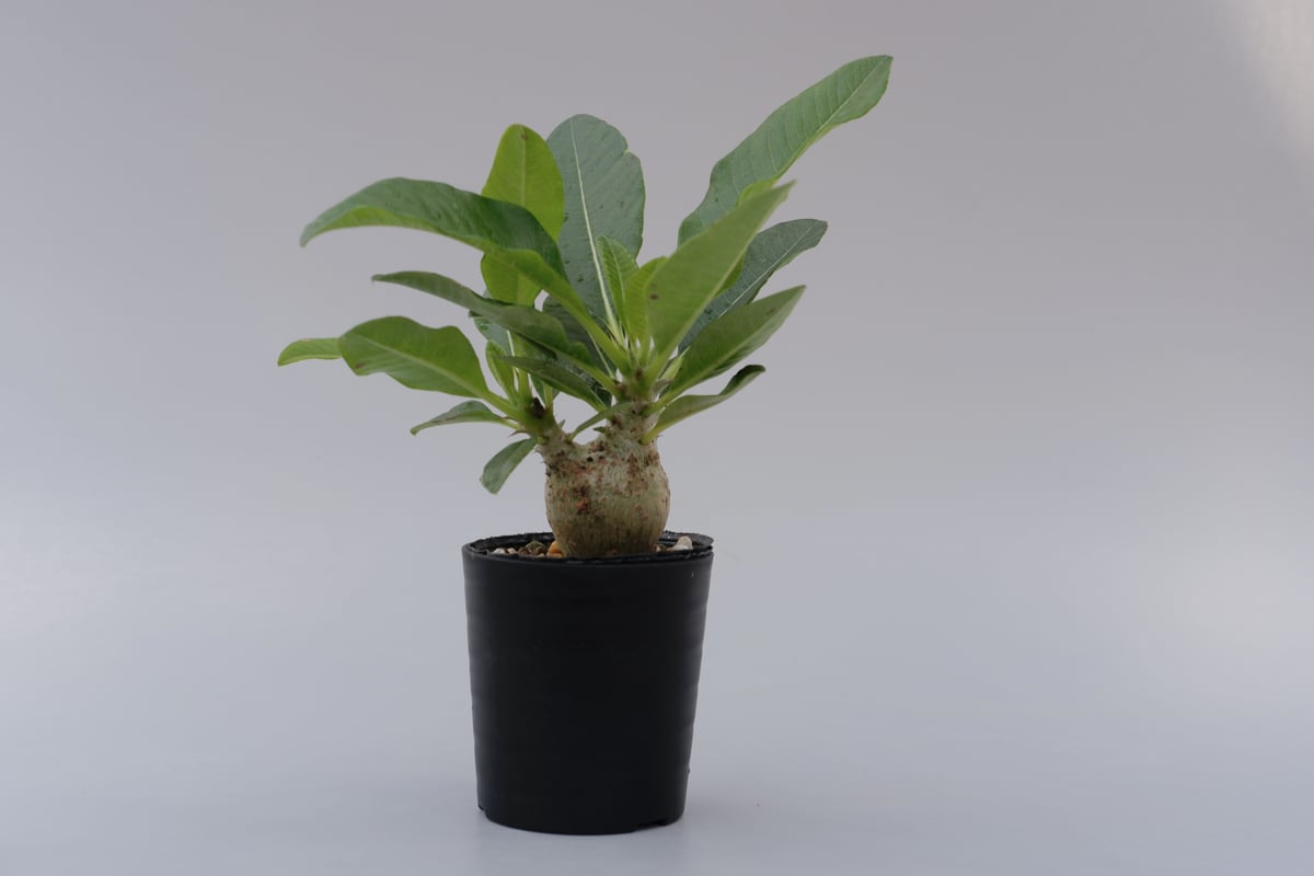 じぇむさんウィンゾリー パキポディウム ウィンゾリー 実生株