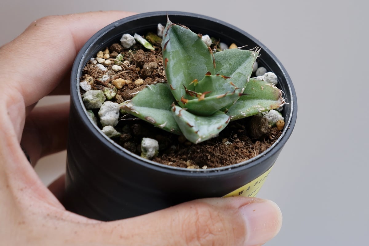 アガベ オテロイ 実生株 Agave oteroi seeding 024 | Sunny